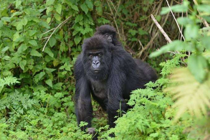 Mountain gorilla during gorilla trekking in Mgahinga National Park Uganda