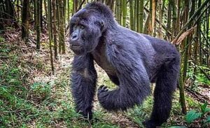 How to avoid being scammed when planning a Rwanda safari online