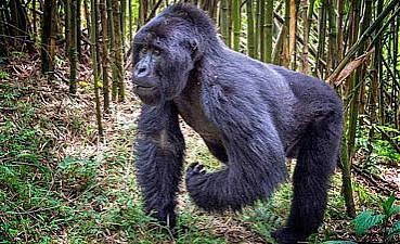 How to avoid being scammed when planning a Rwanda safari online