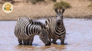 How to avoid being scammed when planning your Kenya safari online
