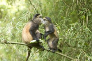 Mountain gorilla and golden monkey trekking in Rwanda