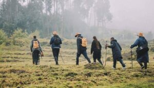 Mountain gorilla trekking and village walk in Buhoma Uganda