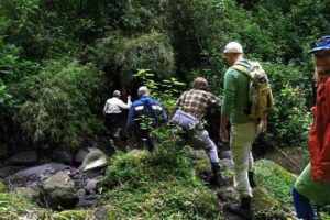 Tourist trekking through Bwindi forest during gorilla trekking in Uganda