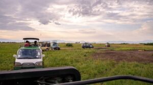 How to avoid being scammed when booking a Uganda safari online
