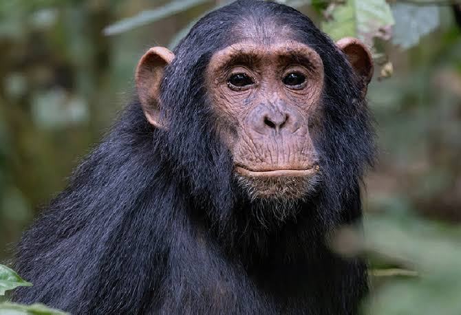 Trekking mountain gorillas and chimpanzees in Uganda
