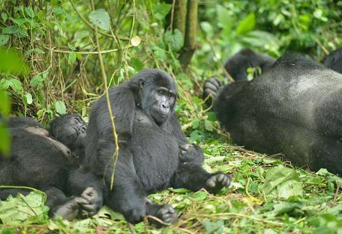 Mountain gorilla trekking in Uganda supporting conservation and local communities