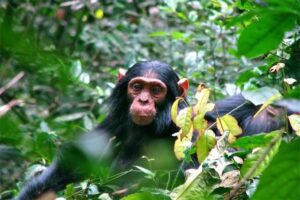 Chimpanzee in Kalinzu Forest Uganda during a guided chimpanzee trekking safari