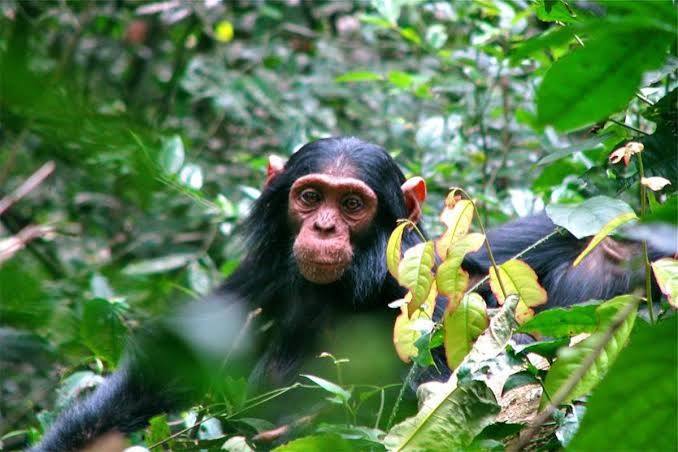 Chimpanzee in Kalinzu Forest Uganda during a guided chimpanzee trekking safari
