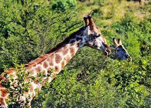 Elephants and giraffes during a Northern Uganda safari in Murchison Falls National Park