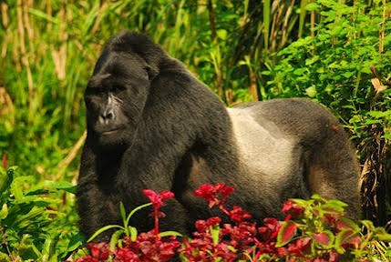 Mountain gorilla during gorilla trekking in Bwindi Impenetrable National Park Uganda