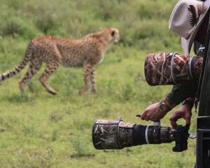 Wildlife photography safari in Serengeti National Park Tanzania