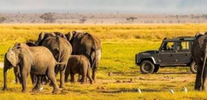 Elephants in Amboseli National Park with Mount Kilimanjaro in the background, Kenya