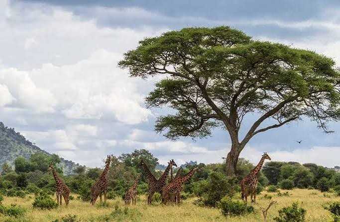 Elephants roaming the savannah in Tarangire National Park, Tanzania
