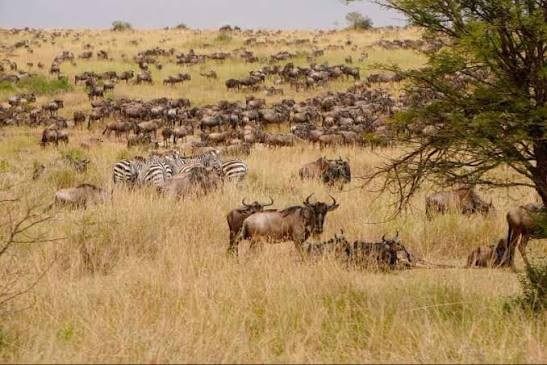 Elephants on the open plains of Kenya during a dry-season safari