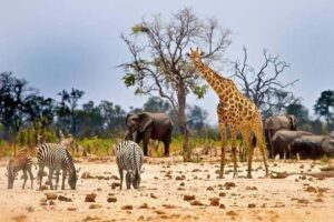 Elephants beneath baobab trees during a dry-season safari in Tarangire National Park, Tanzania