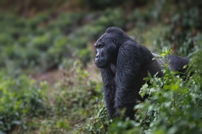 Mountain gorilla during Uganda vs Rwanda gorilla trekking safari