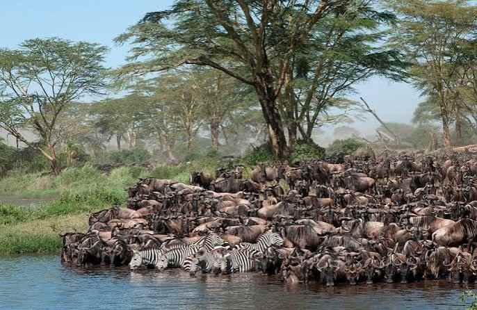 Elephants in the lush green landscape of Serengeti National Park during Tanzania’s rainy season