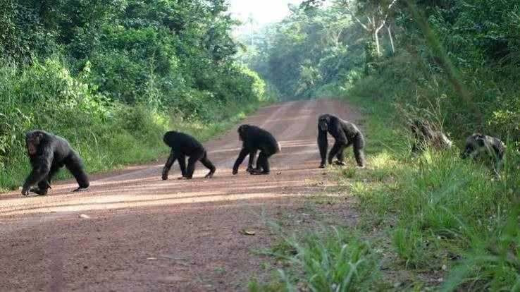 Wild chimpanzee in Budongo Forest, Uganda, surrounded by tropical rainforest vegetation