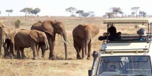 Family observing elephants from a guided safari vehicle in Tanzania