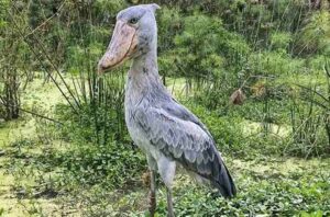 Shoebill stork standing in a papyrus wetland at Mabamba Swamp in Uganda