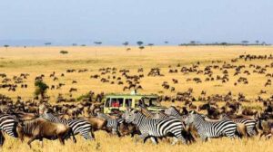 Wildebeest and zebras on the Serengeti plains during a Tanzania wildlife safari
