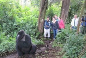 Mountain gorilla family in Bwindi Impenetrable National Park during a Uganda gorilla safari
