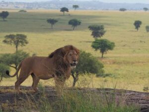 Filming wildlife and savannah landscapes in Kidepo Valley National Park, Uganda