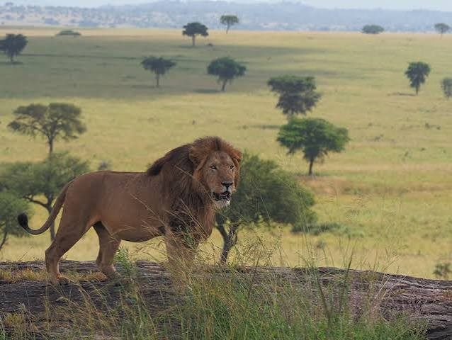 Filming wildlife and savannah landscapes in Kidepo Valley National Park, Uganda