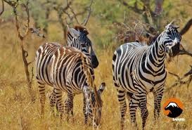 First-time visitors enjoying a wildlife safari in Tanzania's Serengeti National Park