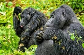 Wildlife safari in Uganda with elephants in a national park beyond gorilla tracking