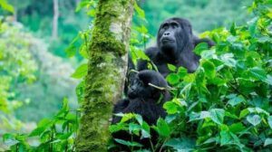 Mountain gorilla in Bwindi Impenetrable National Park, Uganda, highlighting the importance of gorilla tourism and conservation