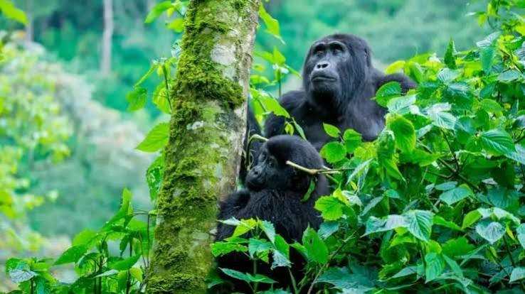 Mountain gorilla in Bwindi Impenetrable National Park, Uganda, highlighting the importance of gorilla tourism and conservation