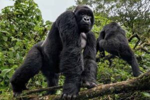 Gorilla trekking guide leading visitors through Bwindi Impenetrable National Park in Uganda