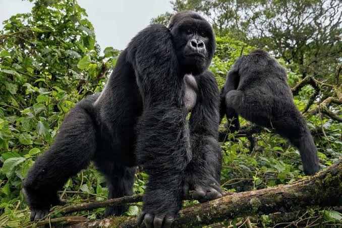 Gorilla trekking guide leading visitors through Bwindi Impenetrable National Park in Uganda