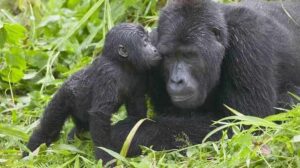Mountain gorilla in its natural habitat in Uganda