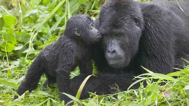Mountain gorilla in its natural habitat in Uganda