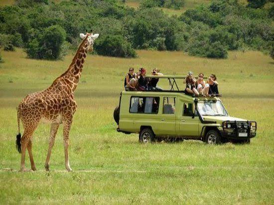 African elephants and other wildlife during a safari in Queen Elizabeth National Park, Uganda