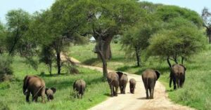 Safari activities in Kidepo Valley National Park