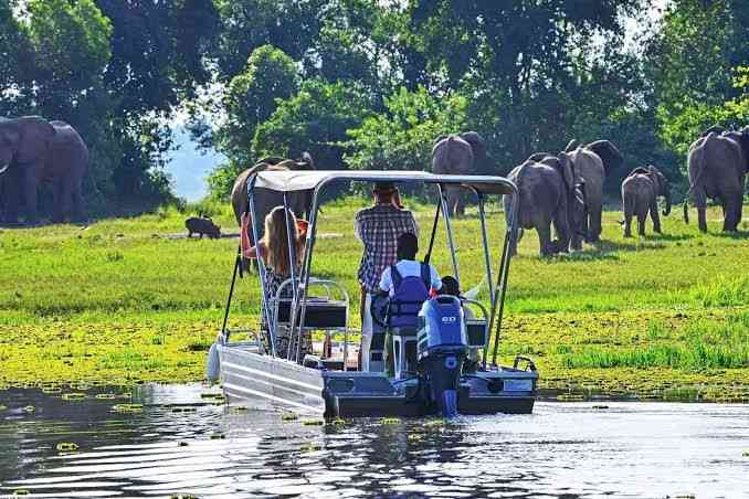 Travelers enjoying a wildlife safari in Uganda with African elephants in the savannah