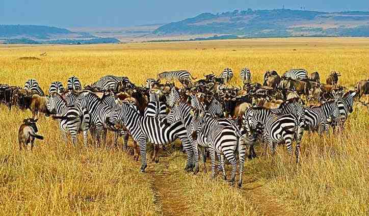 African elephants and wildlife photographed during a photography safari in Kenya