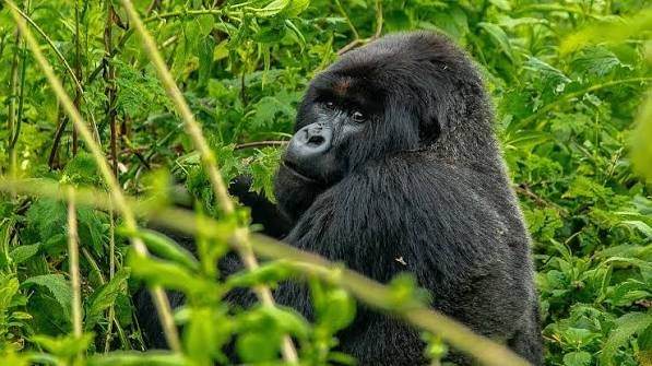 Mountain gorilla in Bwindi Impenetrable National Park, Uganda, illustrating responsible gorilla tourism