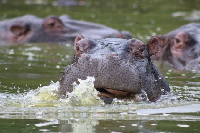 Activities in Lake Mburo National Park Uganda