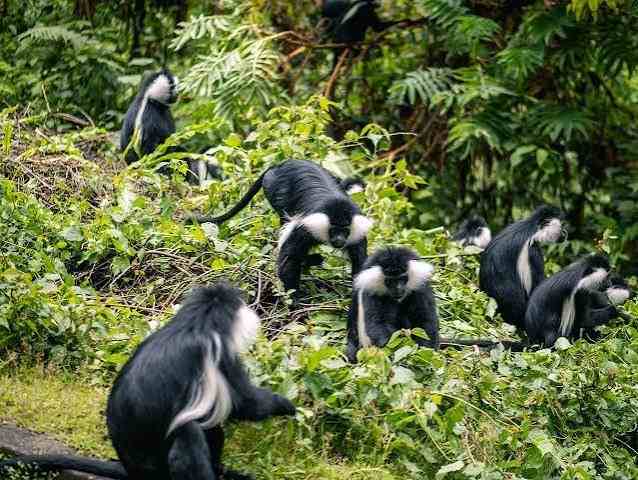 Mountain gorillas in Volcanoes National Park during a one-week safari in Rwanda