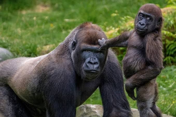 Mountain gorilla family in Bwindi Impenetrable National Park during a double gorilla trekking safari in Uganda