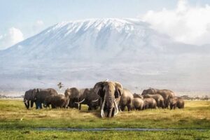 Elephants on a green savannah during a rainy season safari in Kenya