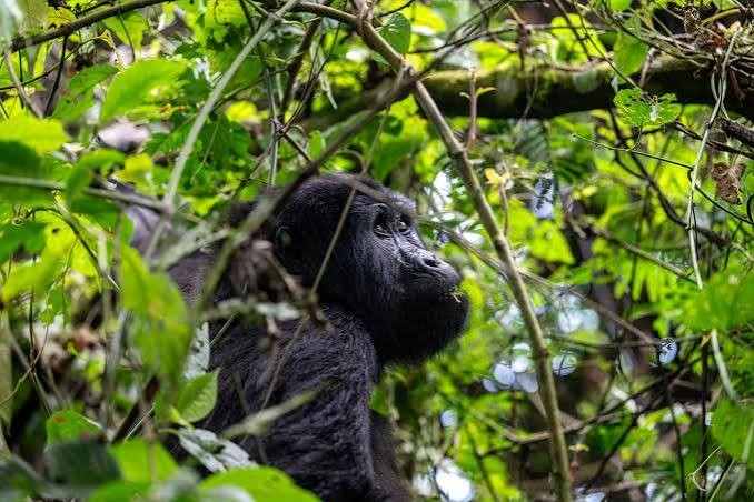 Mountain gorilla family in Bwindi Impenetrable National Park during a Uganda gorilla trekking safari