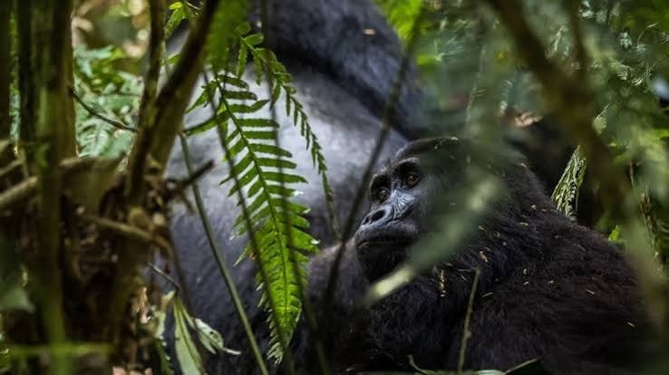 Mountain gorilla during a gorilla tracking safari in Uganda